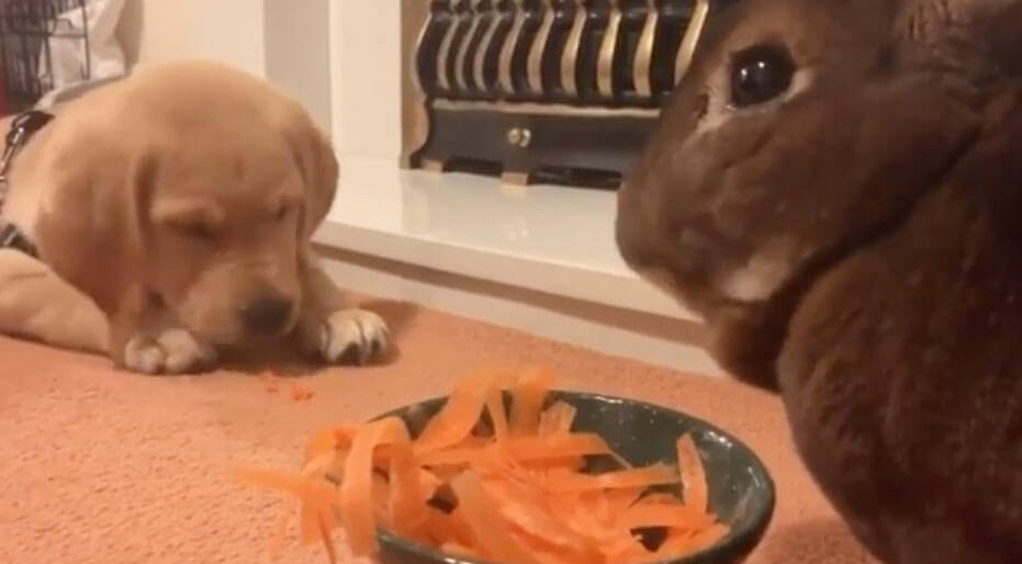 ラブラドールレトリーバー,動画