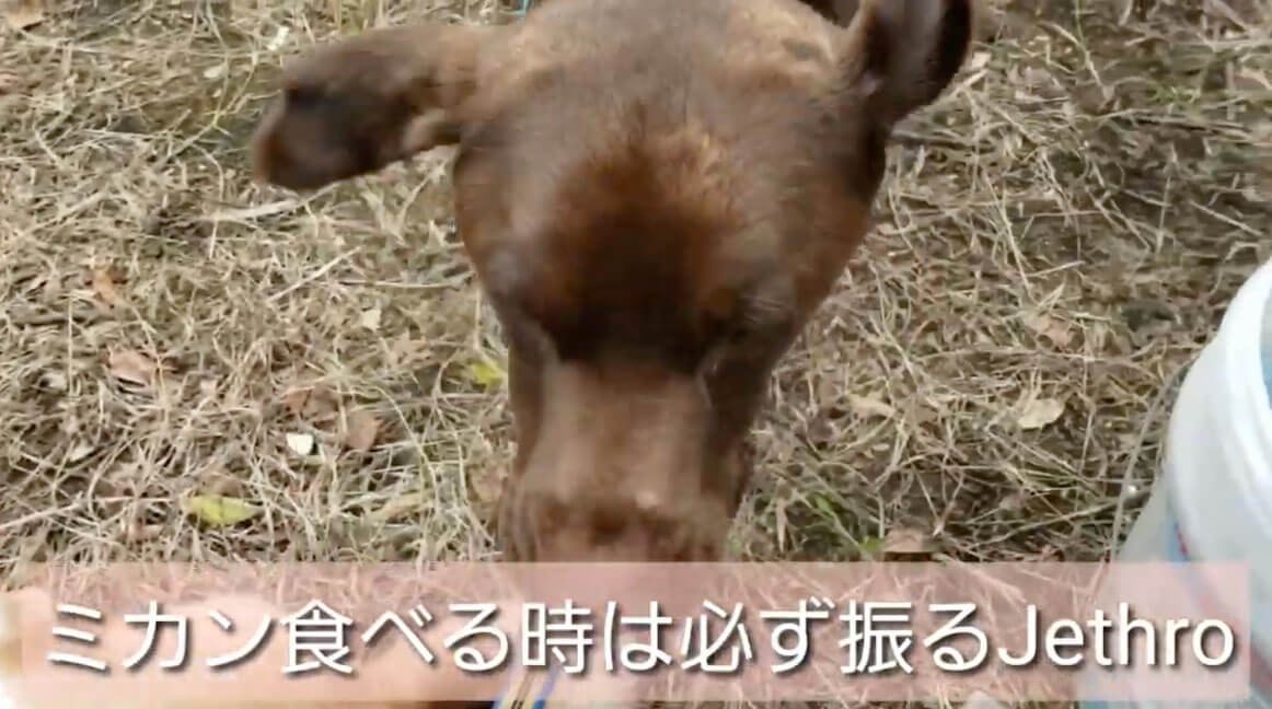 ラブラドールレトリーバー,動画