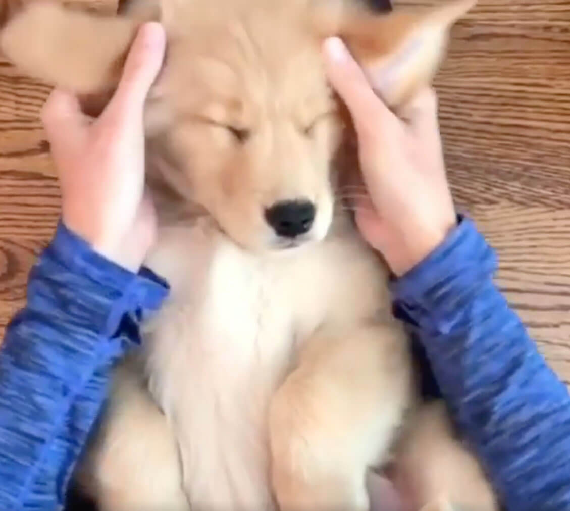 ゴールデンレトリーバー,動画