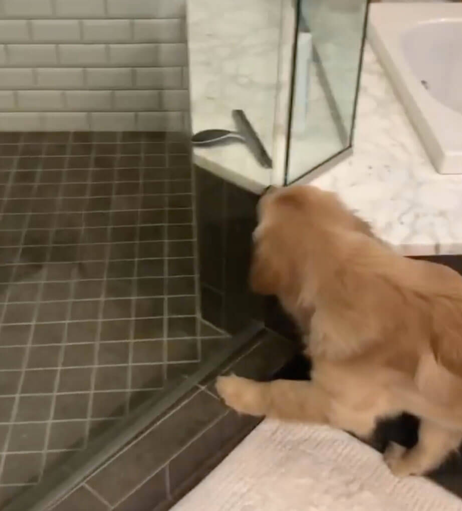 ゴールデンレトリーバー,動画