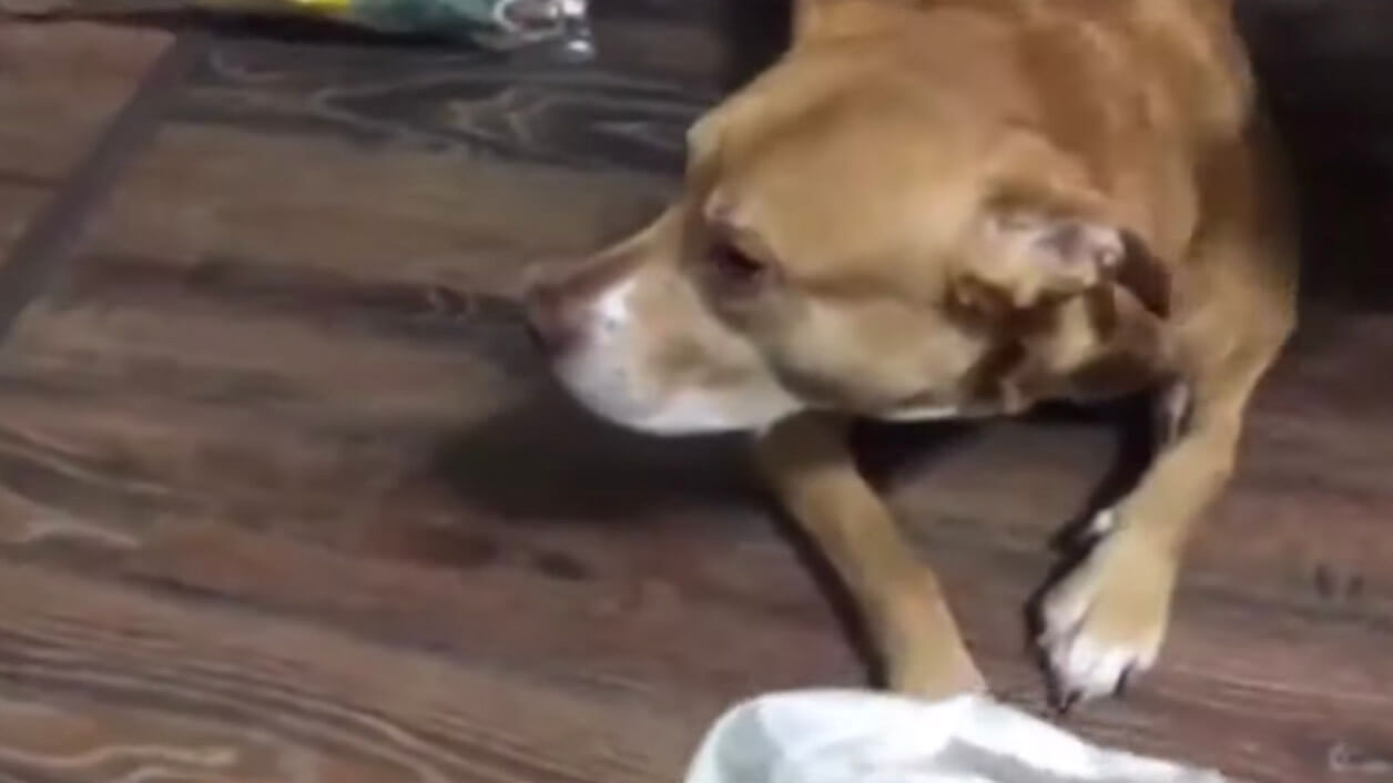 ラブラドールレトリーバー,動画