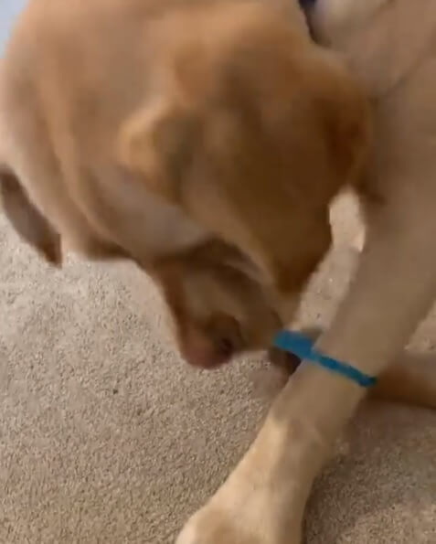 ラブラドールレトリーバー,動画