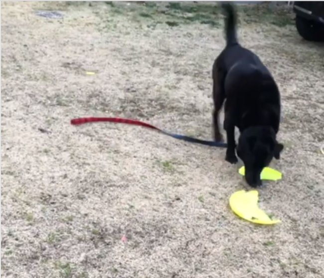 ラブラドールレトリーバー,動画