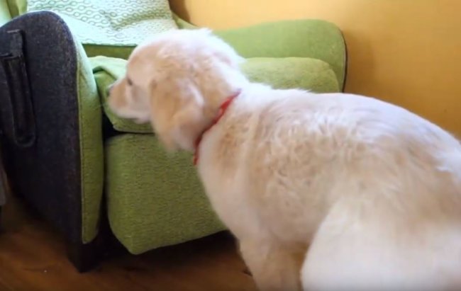 ゴールデンレトリーバー,動画