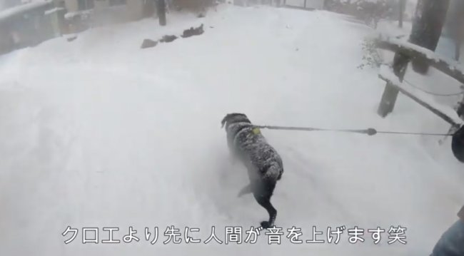 ラブラドールレトリーバー,動画