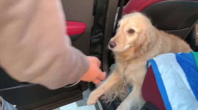 ゴールデンレトリーバー,動画