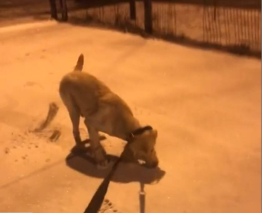 ラブラドールレトリーバー,動画