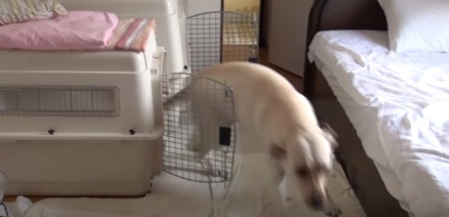 ラブラドールレトリーバー,動画