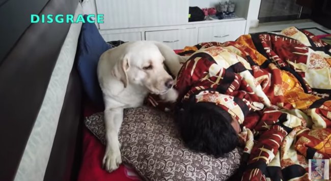 ラブラドールレトリーバー,動画