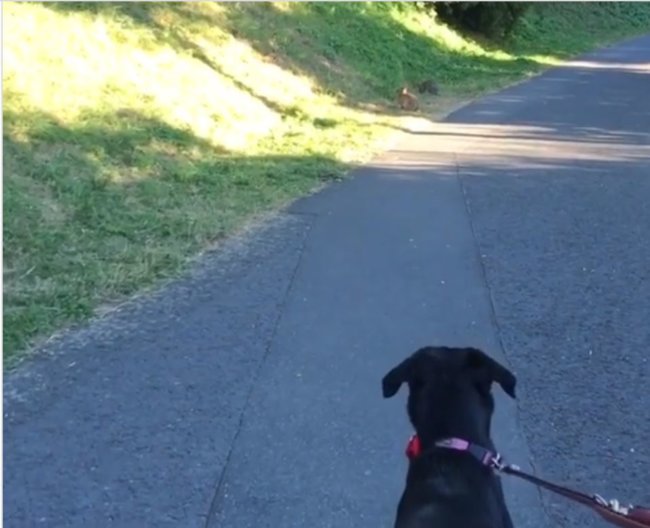 ラブラドールレトリーバー,動画