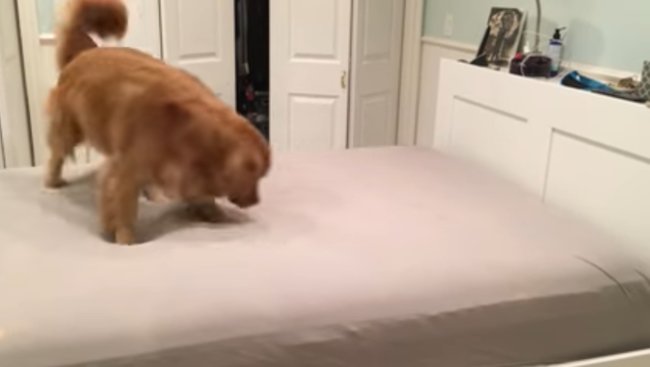 ゴールデンレトリーバー,動画