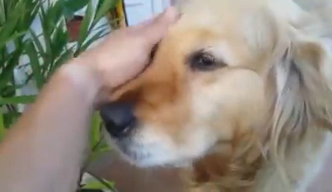 ゴールデンレトリーバー,動画