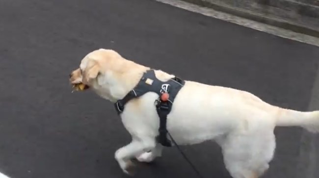 ラブラドールレトリーバー,動画