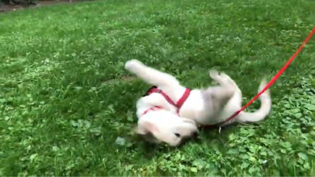 ラブラドールレトリーバー,動画