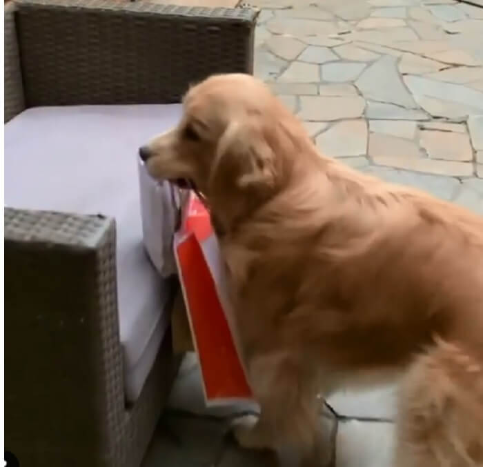 ゴールデンレトリーバー,動画