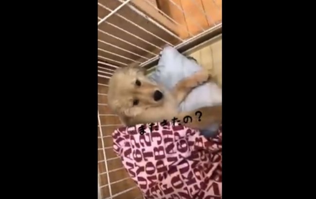 ゴールデンレトリーバー,動画