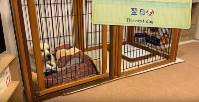 ラブラドールレトリーバー,動画