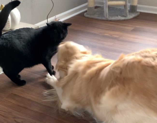 ゴールデンレトリーバー,動画