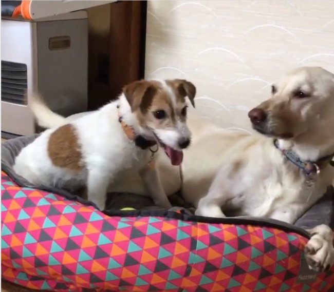 ラブラドールレトリーバー,動画