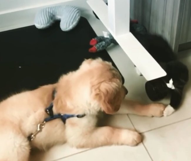 ゴールデンレトリーバー,動画