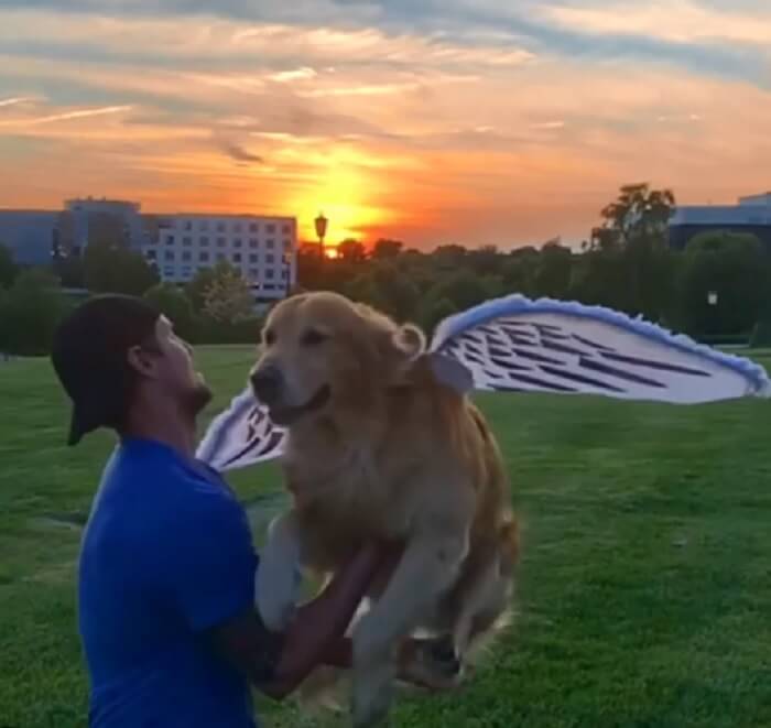 ゴールデンレトリーバー,動画