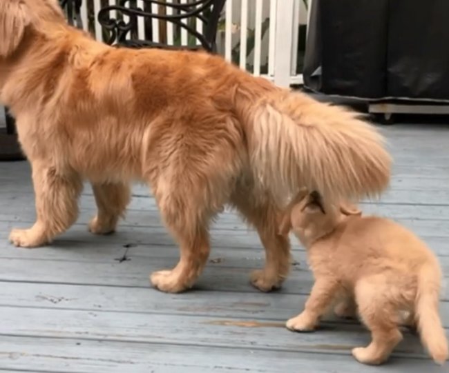 ゴールデンレトリーバー,動画