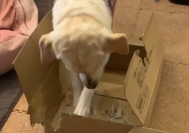 ラブラドールレトリーバー,動画