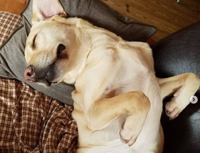 ラブラドールレトリーバー,動画