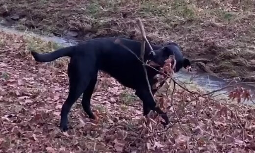 ラブラドールレトリーバー,動画