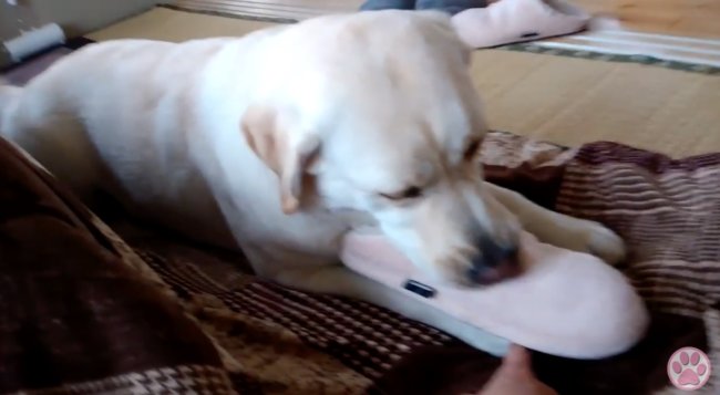 ラブラドールレトリーバー,動画