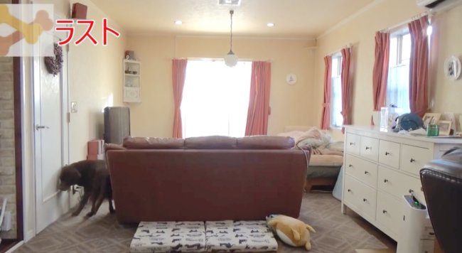 ラブラドールレトリーバー,動画