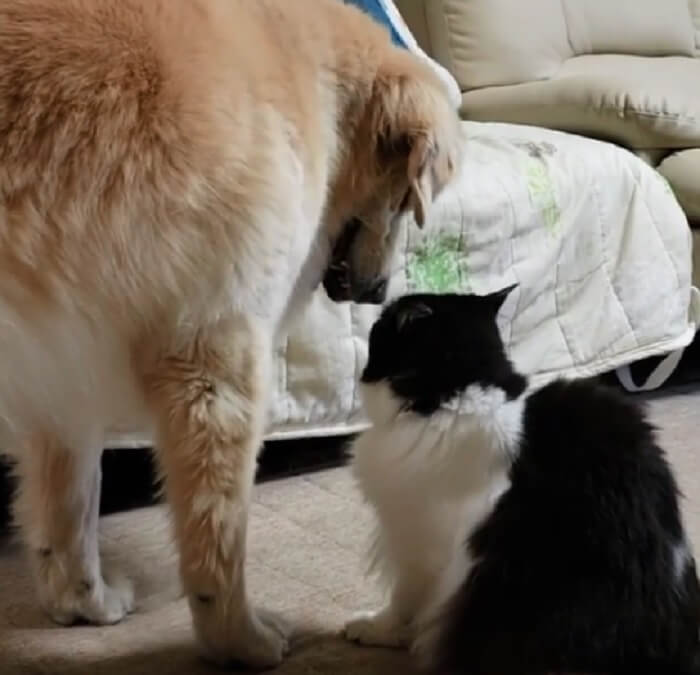 ゴールデンレトリーバー,動画