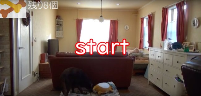 ラブラドールレトリーバー,動画