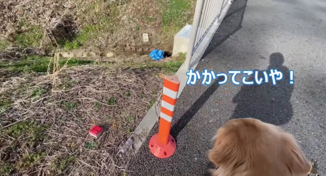 ゴールデンレトリーバー,動画