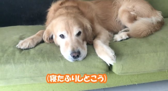 ゴールデンレトリーバー,動画