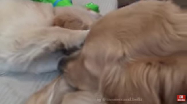 ゴールデンレトリーバー,動画