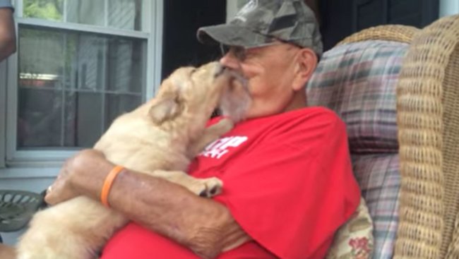 ゴールデンレトリーバー,動画