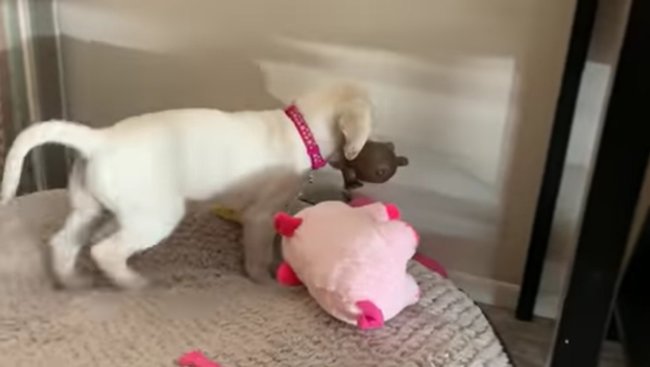 ラブラドールレトリーバー,動画