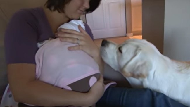 ラブラドールレトリーバー,動画