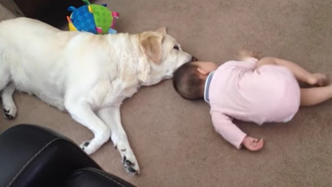 ラブラドールレトリーバー,動画