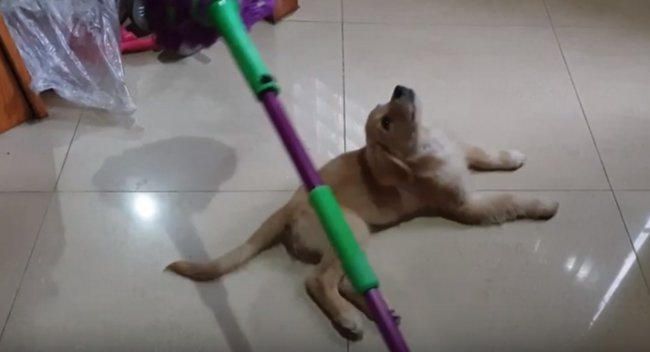 ゴールデンレトリーバー,動画