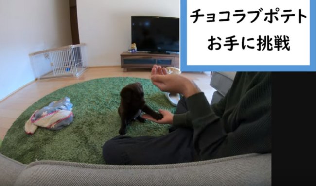 ラブラドールレトリーバー,動画