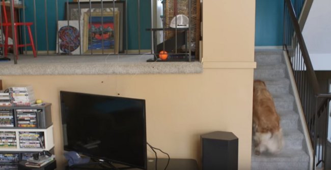 ゴールデンレトリーバー,動画