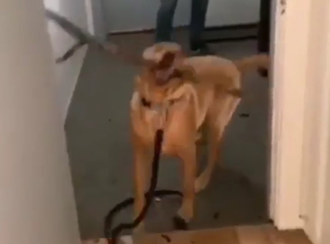 ゴールデンレトリーバー,動画