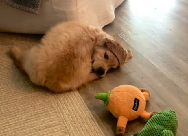 ゴールデンレトリーバー,動画