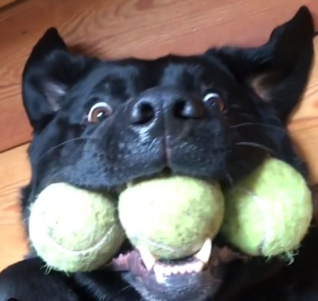 ラブラドールレトリーバー,動画