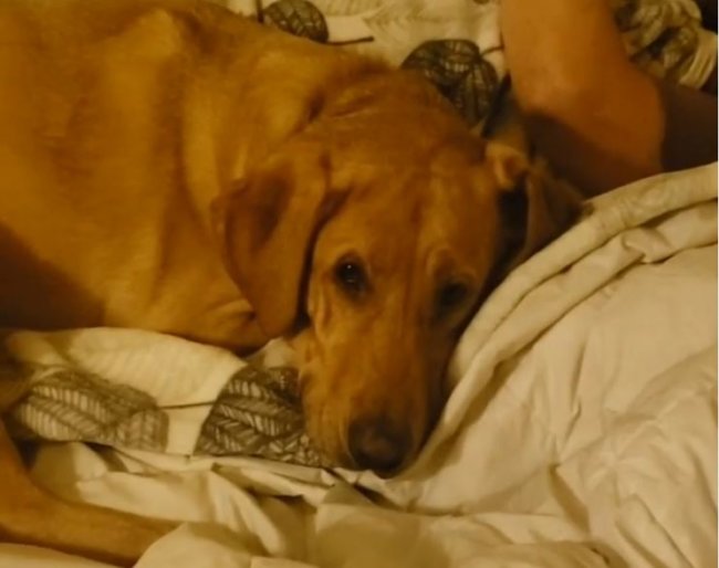 ゴールデンレトリーバー,動画