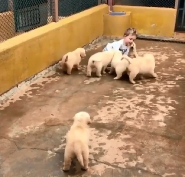 ゴールデンレトリーバー,動画