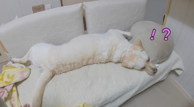 ラブラドールレトリーバー,動画