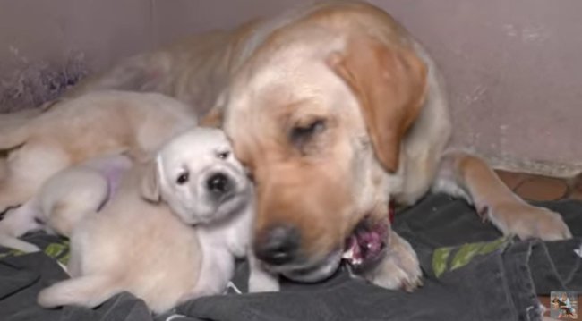 ラブラドールレトリーバー,動画